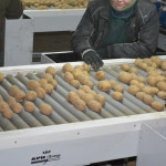 производство картофеля